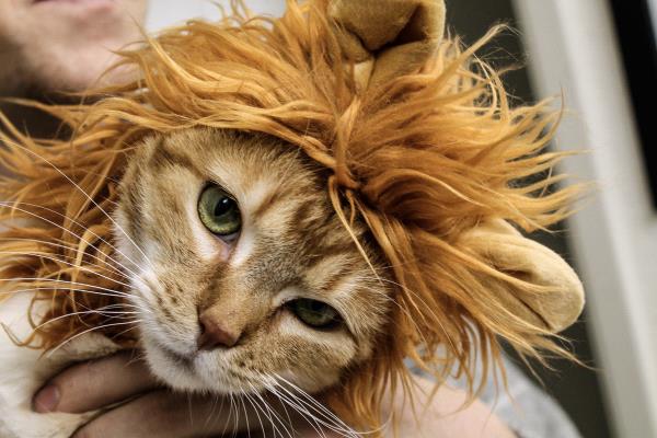 /Images/uploads/Carolina Tiger Rescue/PetTabbies/entries/15382thumb.jpg